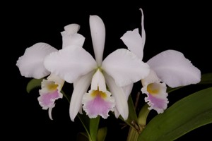 Cattleya labiata var. amoena Fowlieana AM 82 pts.